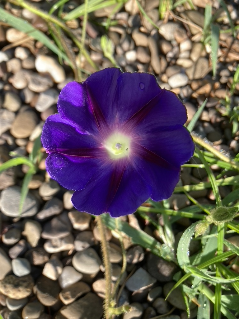 Jessica Fletcher, MM, LPMT, MT-BC